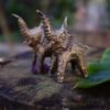 War Elephant